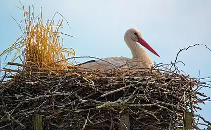 Stoch sitzend im Nest