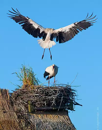 Storch beim Anflug auf den Storchenhorst