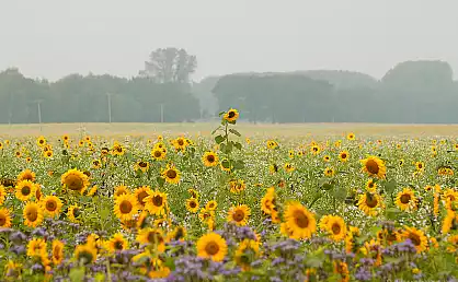 Sonneblumenfeld auf Rügen