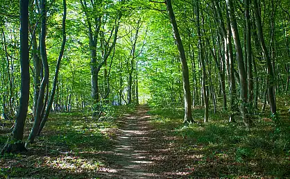 Waldweg in der Goor bei Lauterbach
