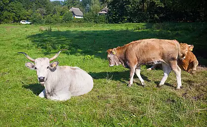 Rinder auf einer Koppel bei Stresow