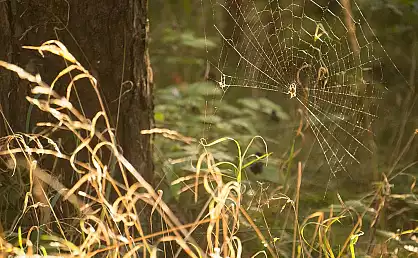 Spinnennetz in der Abendsonne im Wald