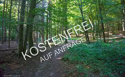 Als Weltnaturebe eingestufte Buchenwald der Stubnitz