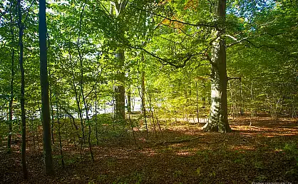Blick in den Wald der Goor bei Lauterbach