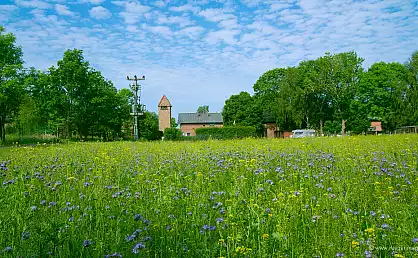 Sommerwiese bei Kapelle auf der Insel Rügen