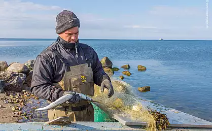 Fischer Mathias Damp aus Neu Reddevitz beim Hornfisch pucken
