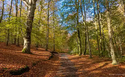 Waldgebiet Granitz im Herbst