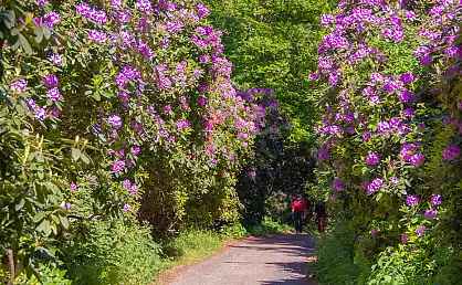 Rhododendron-Allee im Waldpark Semper