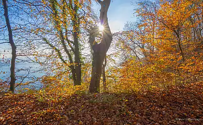 Herbst auf Rügen - das Waldgebiet Stubnitz
