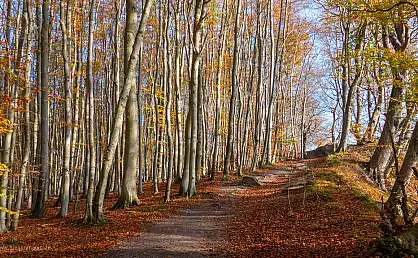 Herbstlicher Buchenwald in der Stubnitz