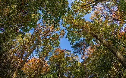 Blick nach oben ins bunte Blätterdach - Wald auf der Halbinsel Wittow