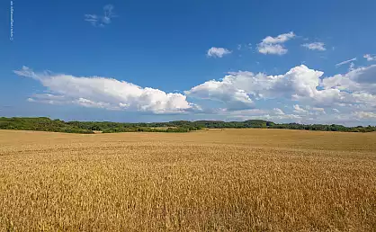 Weizenfeld bei Nardevitz auf der Halbinsel Wittow