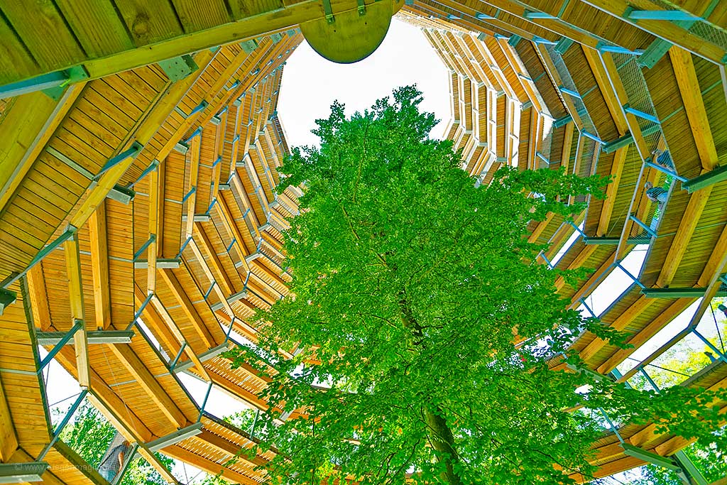 Baum im Aussichtsturm des Naturerbe Zentrum Rügen