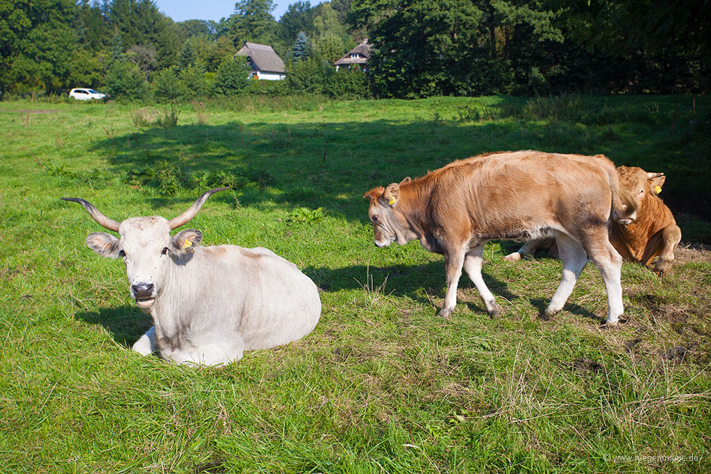 Rinder auf einer Koppel bei Stresow