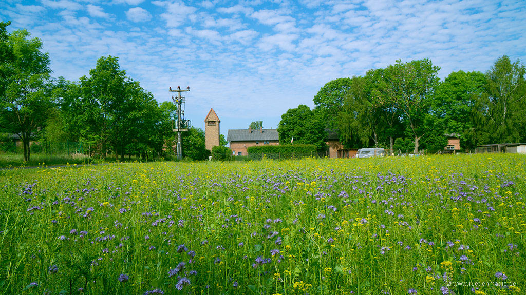 Sommerwiese bei Kapelle auf der Insel Rügen