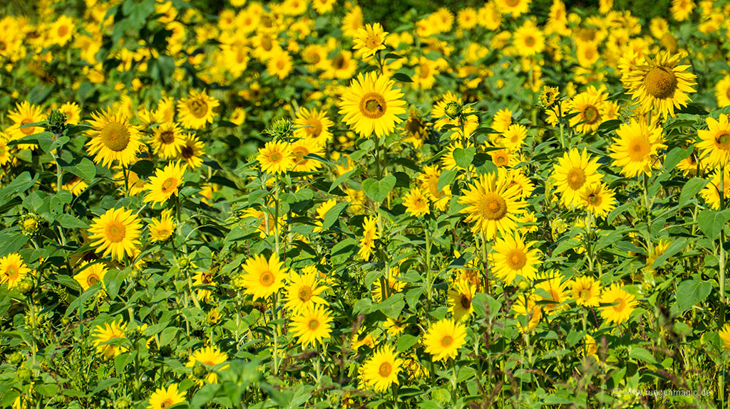 Sonnenblumenfeld auf Rügen