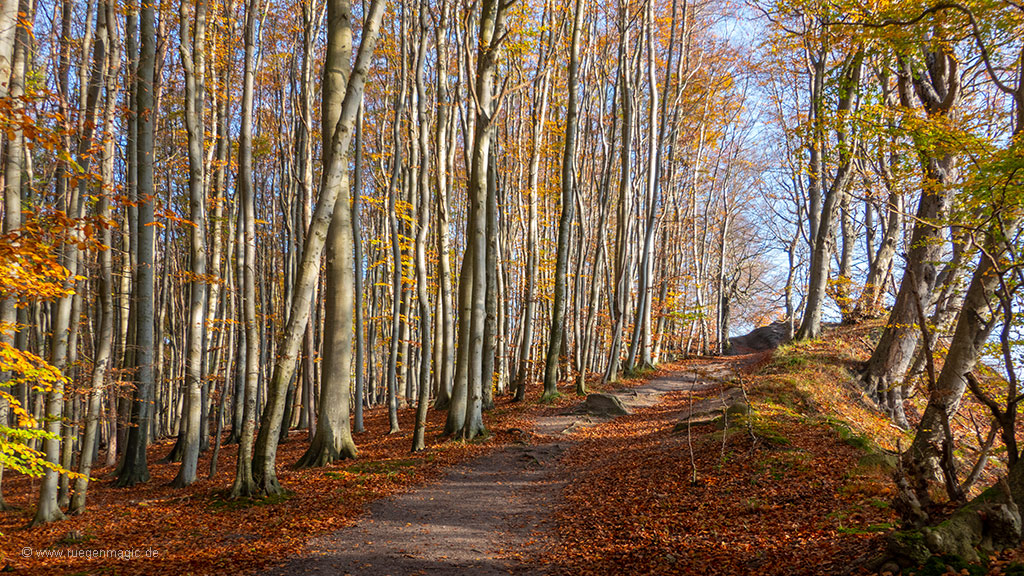 Herbstlicher Buchenwald in der Stubnitz