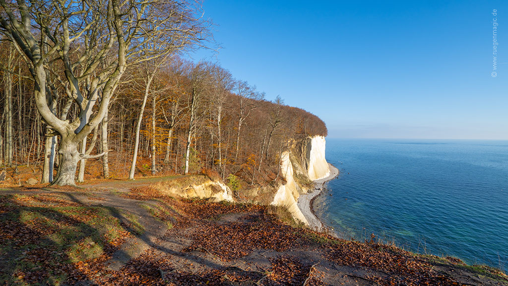 Herbst auf Rügen - die Kreideküste am Waldgebiet Stubnitz
