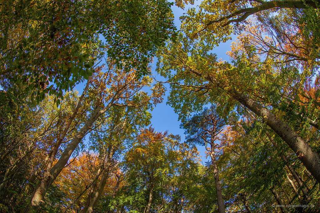 Blick nach oben ins bunte Blätterdach - Wald auf der Halbinsel Wittow
