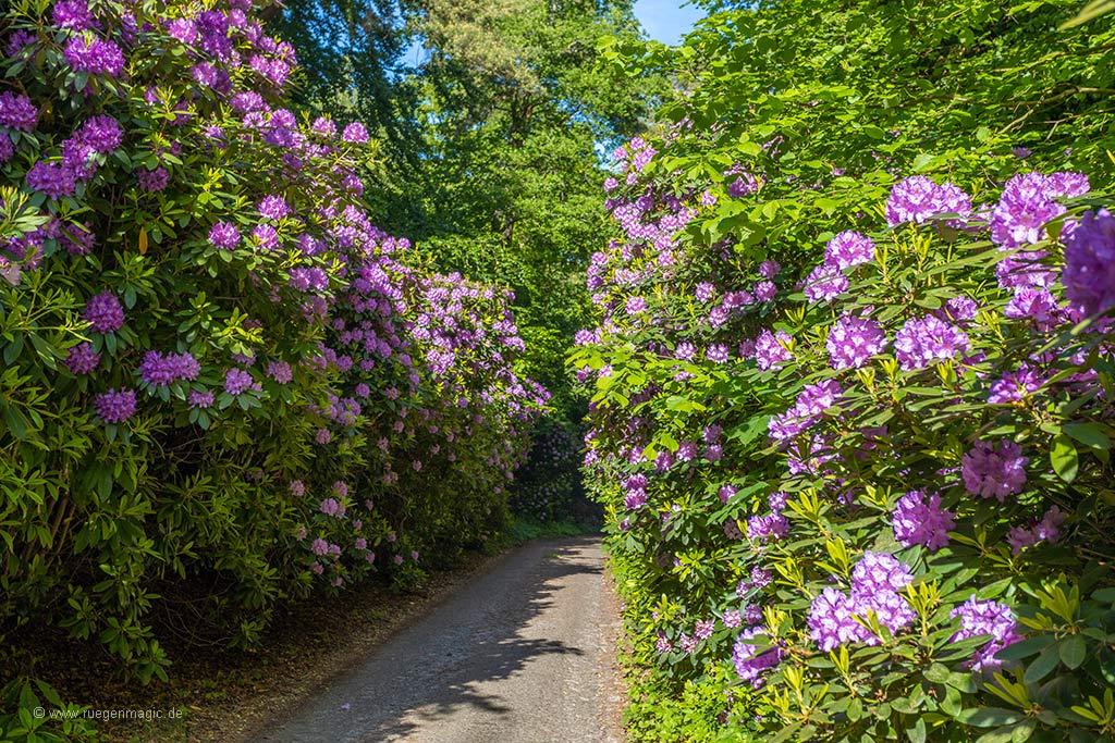 Rhododendron-Allee im Waldpark Semper in Lietzow auf Rügen