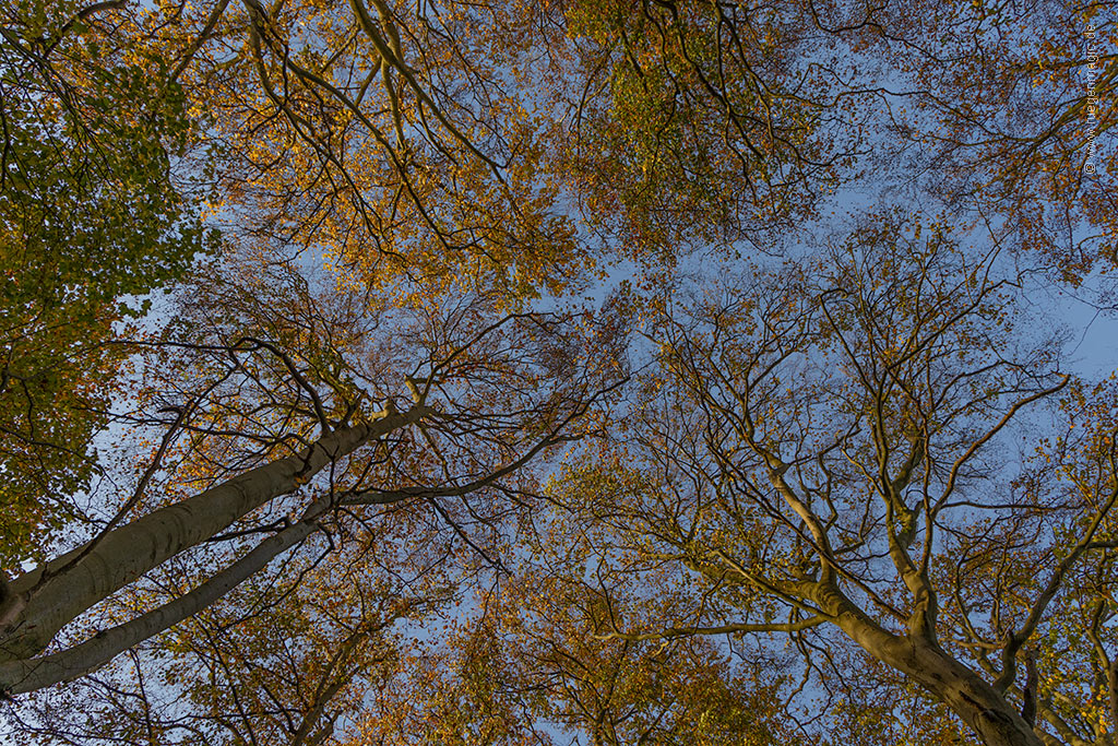Herbstliche Granitz - Blick durch die Baumkronen zum Himmel